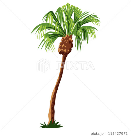 Palm tree isolated on white background 113427971