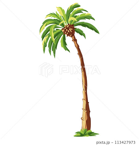 Palm tree isolated on white background 113427973