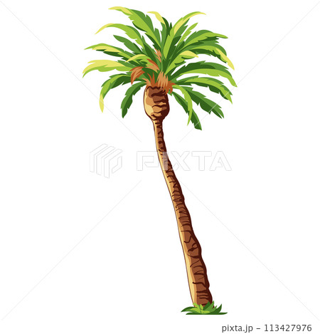 Palm tree isolated on white background 113427976