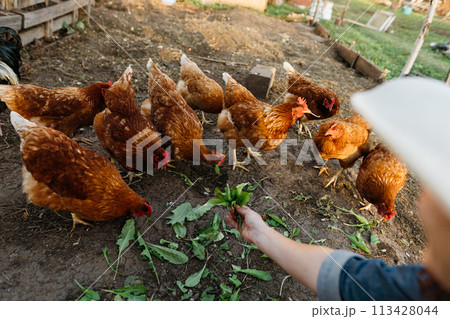 A woman's hand feeds green leaves to a group of red hens on a private farm. Brown chickens close up on free range outside, organic farmer feeding chickens grass A woman's hand feeds green leaves to a group of red hens on a private farm. Brown chickens close up on free range outside, organic farmer feeding chickens grass 113428044