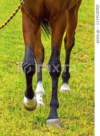 Horse Feet Racing. 113428060