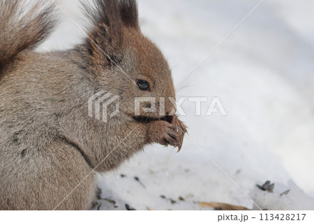 雪の中でエサを食べるエゾリス 雪の中でエサを食べるエゾリス 113428217