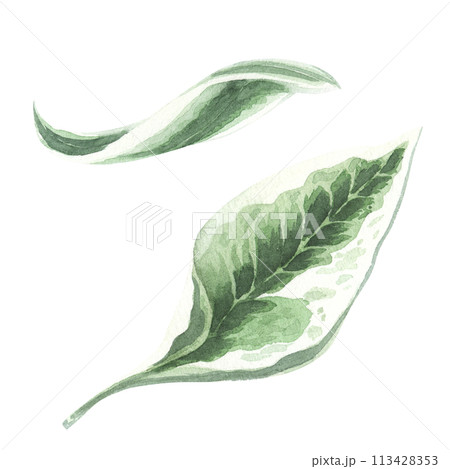 Two tropical leaves. Hand drawn leaves illustration in watercolor. Isolated on white background. Dieffenbachia 113428353