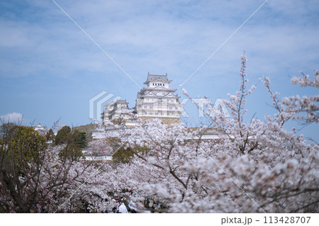 桜に彩られた春の国宝 113428707