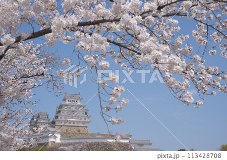 桜に囲まれた天守閣 113428708