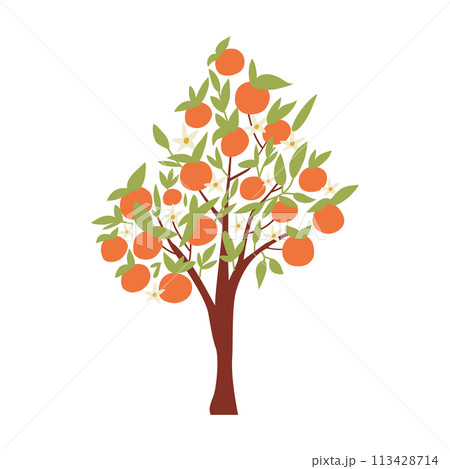 Illustration of an orange tree. An orange tree isolated in a cartoon style. 113428714