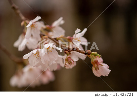 神社の桜 神社の桜 113428721