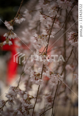 桜の花と赤い鳥居 桜の花と赤い鳥居 113428722