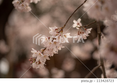 春の日差しを浴びる桜 春の日差しを浴びる桜 113428723