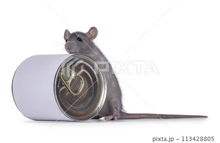 Rat with can on white background 113428805