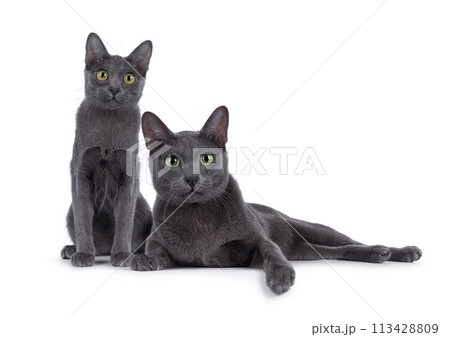 Korat cat on white background Korat cat on white background 113428809