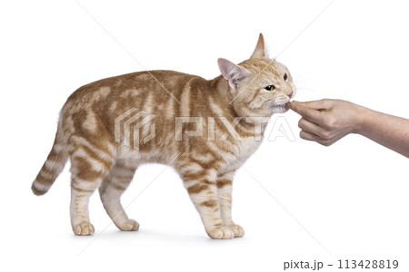 European Shorthair cat on white background 113428819