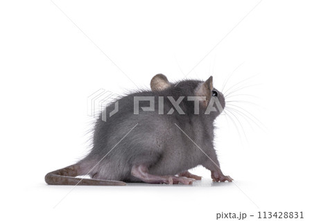 Rat on white background 113428831