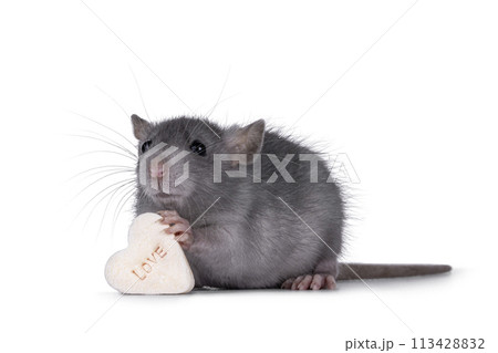 Rat on white background 113428832