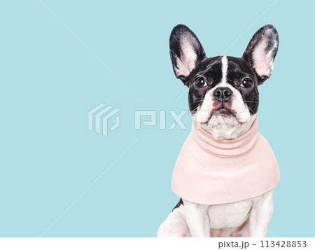 Cute puppy and pink T-shirt. Close-up, indoors 113428853