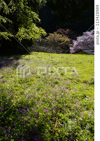 芝桜咲くあきつの小野スポーツ公園 113428989
