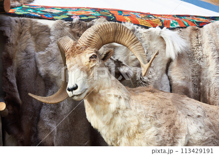 Taxidermy stuffed of mountain goat 113429191