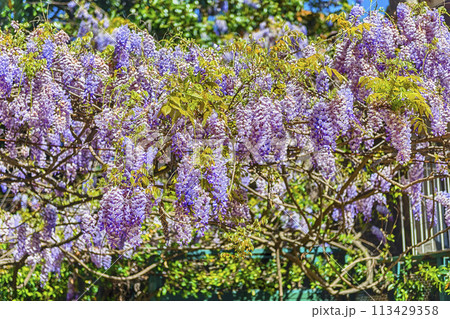 Beautiful purple wisteria flowers in spring Beautiful purple wisteria flowers in spring 113429358