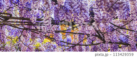 Beautiful purple wisteria flowers in spring Beautiful purple wisteria flowers in spring 113429359
