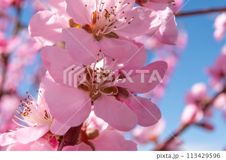 close up pink peach flower against a blue sky. The flower is the main focus of the image, and it is in full bloom. close up pink peach flower against a blue sky. The flower is the main focus of the image, and it is in full bloom. 113429596