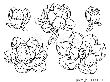 Set of magnolia flowers. Beautiful decorative plant. 113430186