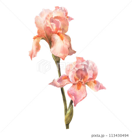Botanical watercolor flowers illustration. Summer flowers. Vintage. Royal irises are peach fuzz. Elements isolated on a white background. For wedding invitations, birthday. 113430494