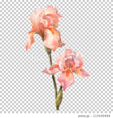 Botanical watercolor flowers illustration. Summer flowers. Vintage. Royal irises are peach fuzz. Elements isolated on a white background. For wedding invitations, birthday. 113430494