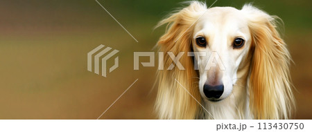Saluki purebred beautiful breed of dog, background nature Saluki purebred beautiful breed of dog, background nature 113430750