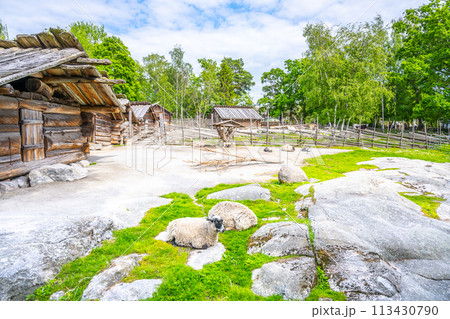 Sheep graze peacefully among historic wooden farmhouses at Skansen open-air museum in Stockholm, set against a backdrop of lush green trees and moss-covered rocks. Sweden Sheep graze peacefully among historic wooden farmhouses at Skansen open-air museum in Stockholm, set against a backdrop of lush green trees and moss-covered rocks. Sweden 113430790