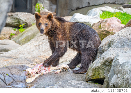 A young bear stands on a rocky terrain delicately feeding on fresh meat, indicating a successful hunt or scavenging event in a natural setting. 113430791