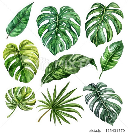 Detailed hand-drawn botanical illustrations of jungle foliage. Ideal for apparel design Detailed hand-drawn botanical illustrations of jungle foliage. Ideal for apparel design 113431370