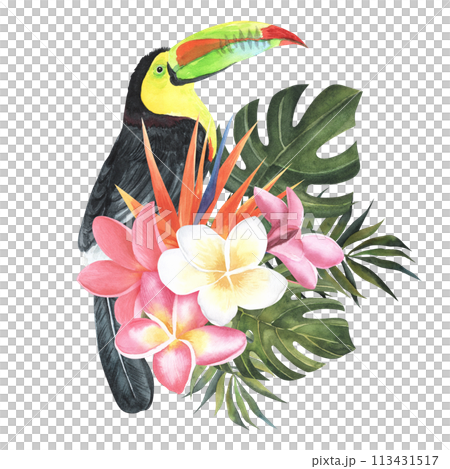 toucan tropical bird hand drawn watercolor illustration with strelitzia flower and palm leaves. Isolated on white background. Plumeria or Frangipani. Close up bunch pink-red with palm monstera leaves 113431517