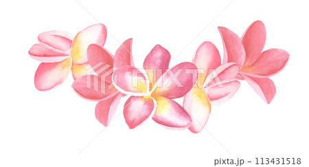 Plumeria pink Flowers watercolor illustration. Hand drawn sketch of Frangipani bouquet. Tropical border with exotic plants for spa invitations or greeting cards design. Blooming jungle composition Plumeria pink Flowers watercolor illustration. Hand drawn sketch of Frangipani bouquet. Tropical border with exotic plants for spa invitations or greeting cards design. Blooming jungle composition 113431518