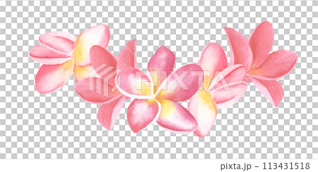 Plumeria pink Flowers watercolor illustration. Hand drawn sketch of Frangipani bouquet. Tropical border with exotic plants for spa invitations or greeting cards design. Blooming jungle composition Plumeria pink Flowers watercolor illustration. Hand drawn sketch of Frangipani bouquet. Tropical border with exotic plants for spa invitations or greeting cards design. Blooming jungle composition 113431518