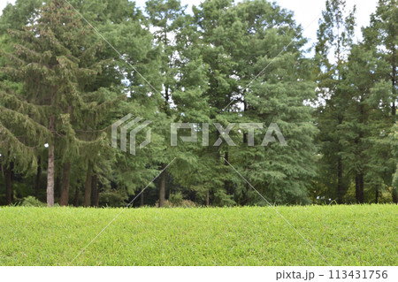 芝生のある服部緑地都市緑化植物園 113431756