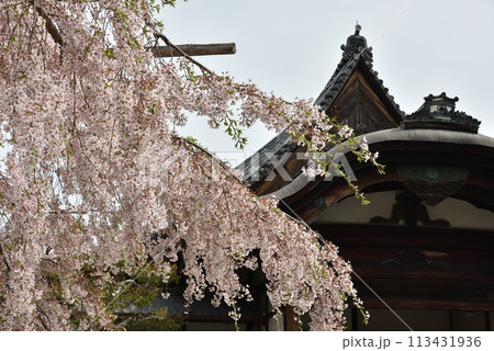 太閤しだれ桜と大玄関 三宝院 太閤しだれ桜と大玄関 三宝院 113431936