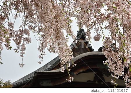 太閤しだれ桜と大玄関 三宝院 太閤しだれ桜と大玄関 三宝院 113431937