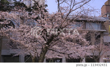 広島縮景園の桜1 広島縮景園の桜1 113432431