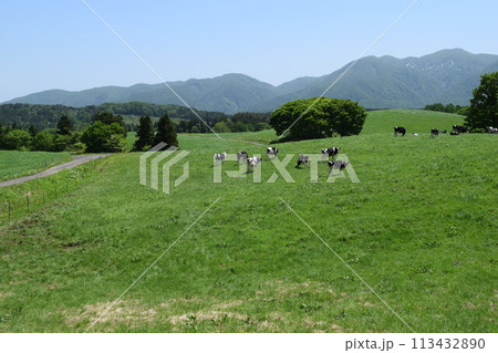 月山高原牧場 山形県鶴岡市 月山高原牧場 山形県鶴岡市 113432890