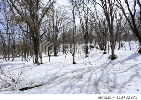 雪解けが進む、北国の山麓 雪解けが進む、北国の山麓 113432975