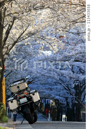 停車中のオートバイと桜並木 113433038