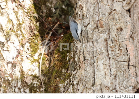 忍者のように木の幹を移動する、亜高山帯の鳥、ゴジュウカラ 忍者のように木の幹を移動する、亜高山帯の鳥、ゴジュウカラ 113433111
