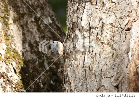 忍者のように木の幹を移動する、亜高山帯の鳥、ゴジュウカラ 忍者のように木の幹を移動する、亜高山帯の鳥、ゴジュウカラ 113433115