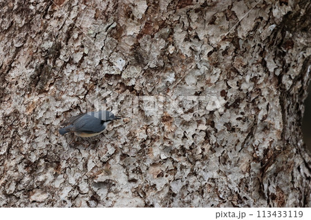 忍者のように木の幹を移動する、亜高山帯の鳥、ゴジュウカラ 忍者のように木の幹を移動する、亜高山帯の鳥、ゴジュウカラ 113433119