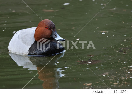 冬鳥として湖沼や河川にやってくるカモ、ホシハジロ 113433242