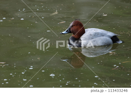 冬鳥として湖沼や河川にやってくるカモ、ホシハジロ 113433246