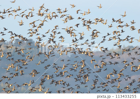 大きな沼から飛び立った、無数のカモの群れ 113433255