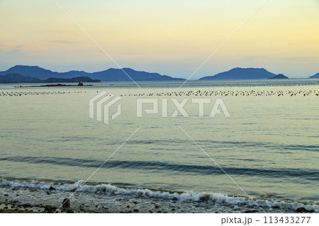 牡蠣筏並ぶ瀬戸内の夕焼け 牡蠣筏並ぶ瀬戸内の夕焼け 113433277