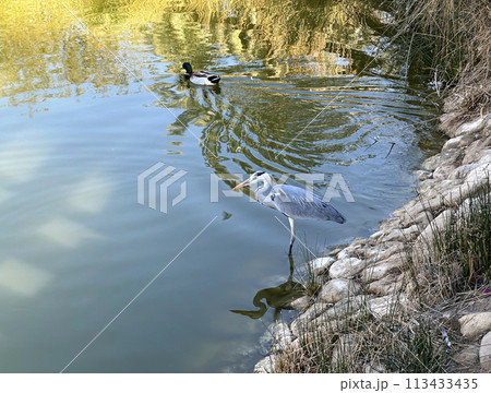 Gray Heron (Latin 113433435