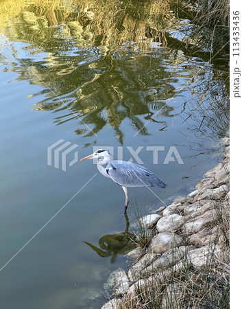 Gray Heron (Latin Gray Heron (Latin 113433436